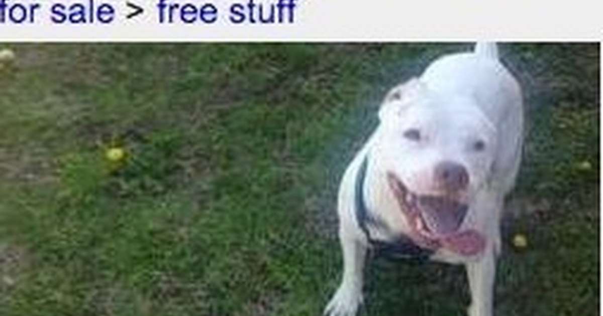 craigslist pets free to good home