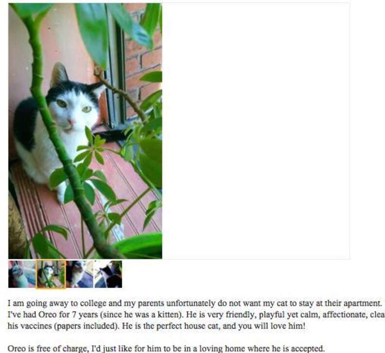 Craigslist cats 2024 for free