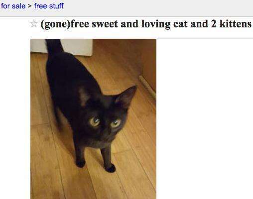 Free cat store near me craigslist