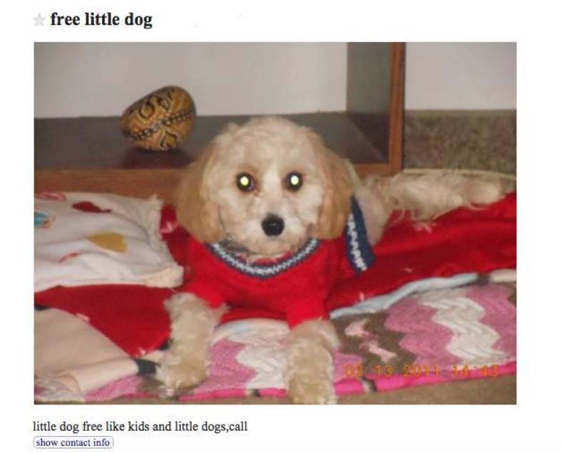 Why Giving Pets Away On Craigslist Is A Terrible Idea The Dodo