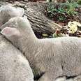 Lambs Who Lost Their Moms Do Everything Together Now