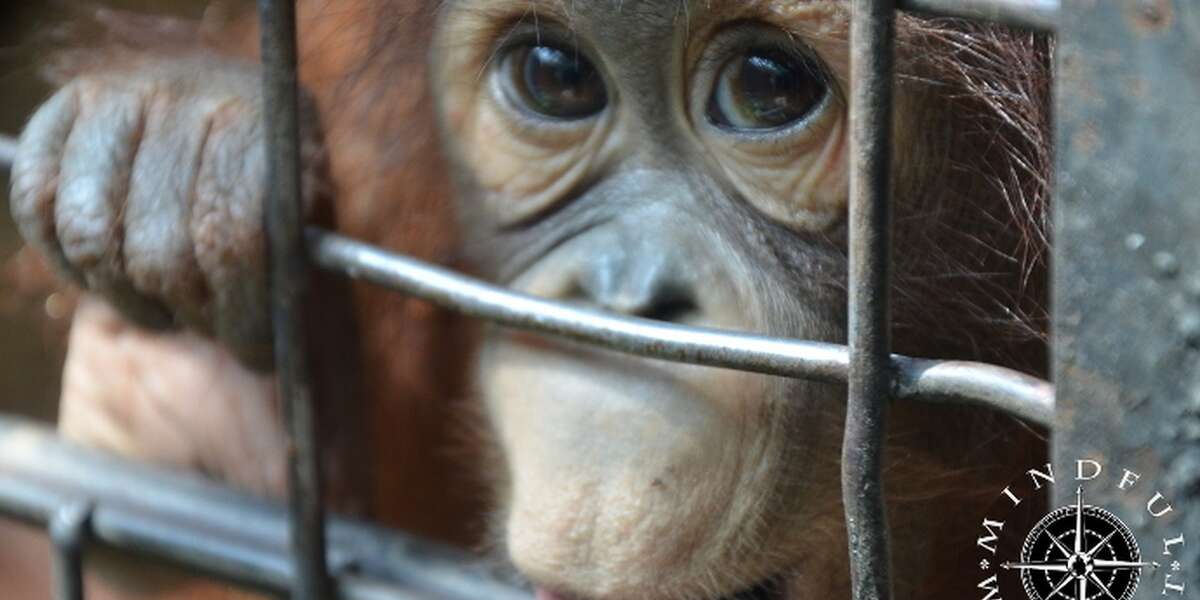 Haunting Photos Capture Despair Of Animals At Thai Zoo - The Dodo