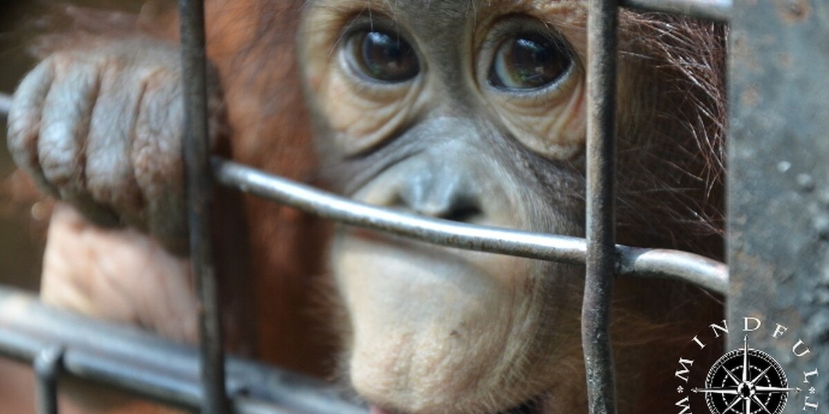 Haunting Photos Capture Despair Of Animals At Thai Zoo - The Dodo