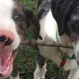 Blind And Deaf Dog Abandoned By Bad Breeder — And So Was His Deaf Sister