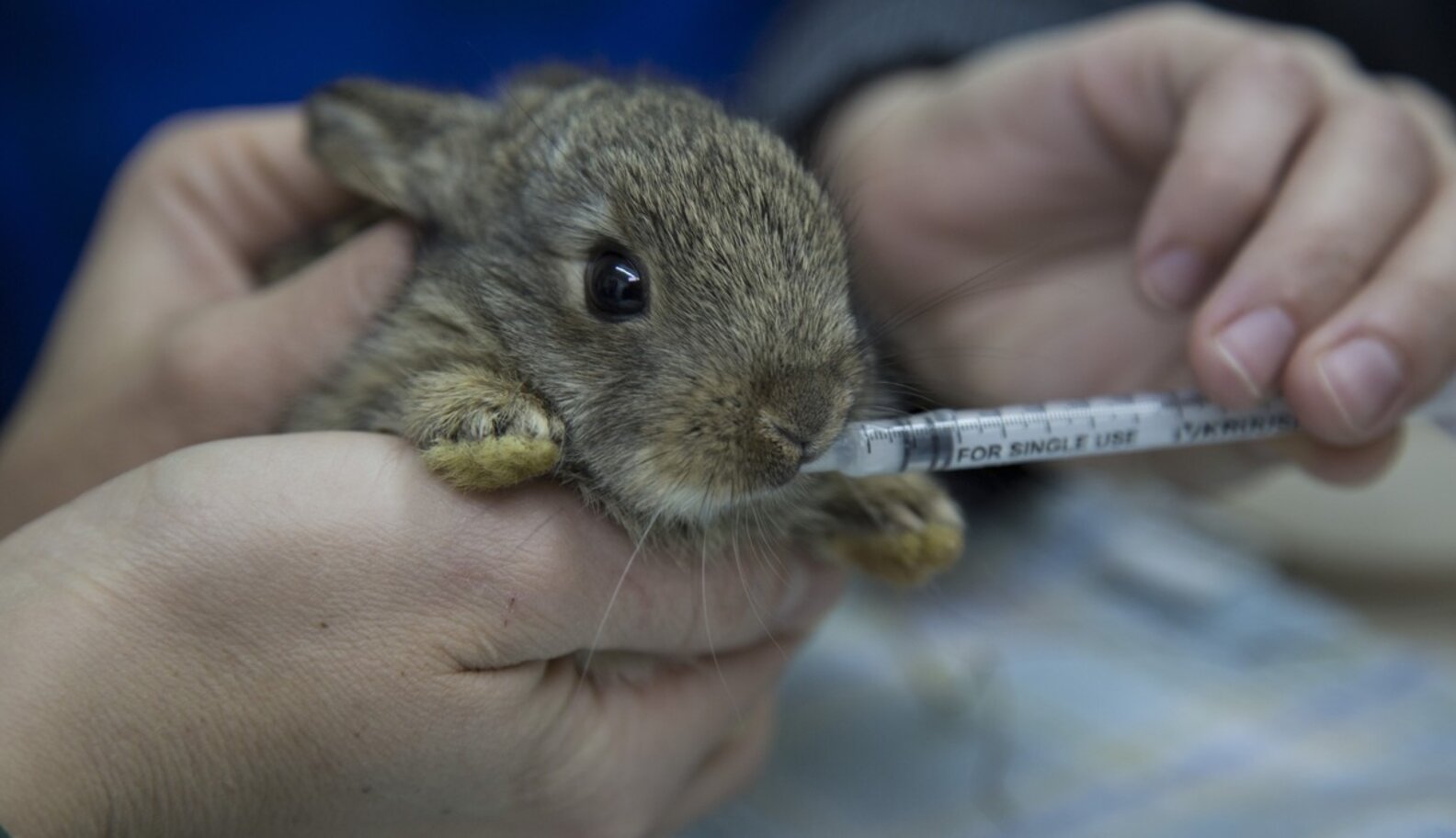 Adorable Bunny Attacked By Cat Gets MuchDeserved Gentle Rescue The Dodo