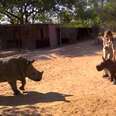 Orphaned Baby Rhinos Meet, Learn The World's Not Always Scary