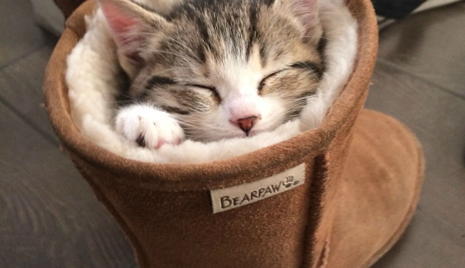 17 Pets Who Have A Serious Shoe Obsession The Dodo