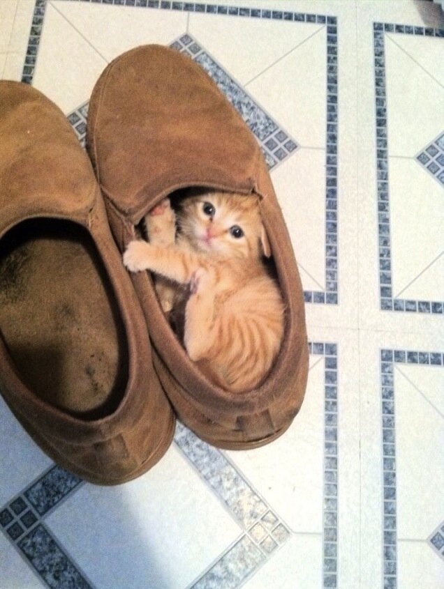 17 Pets Who Have A Serious Shoe Obsession The Dodo