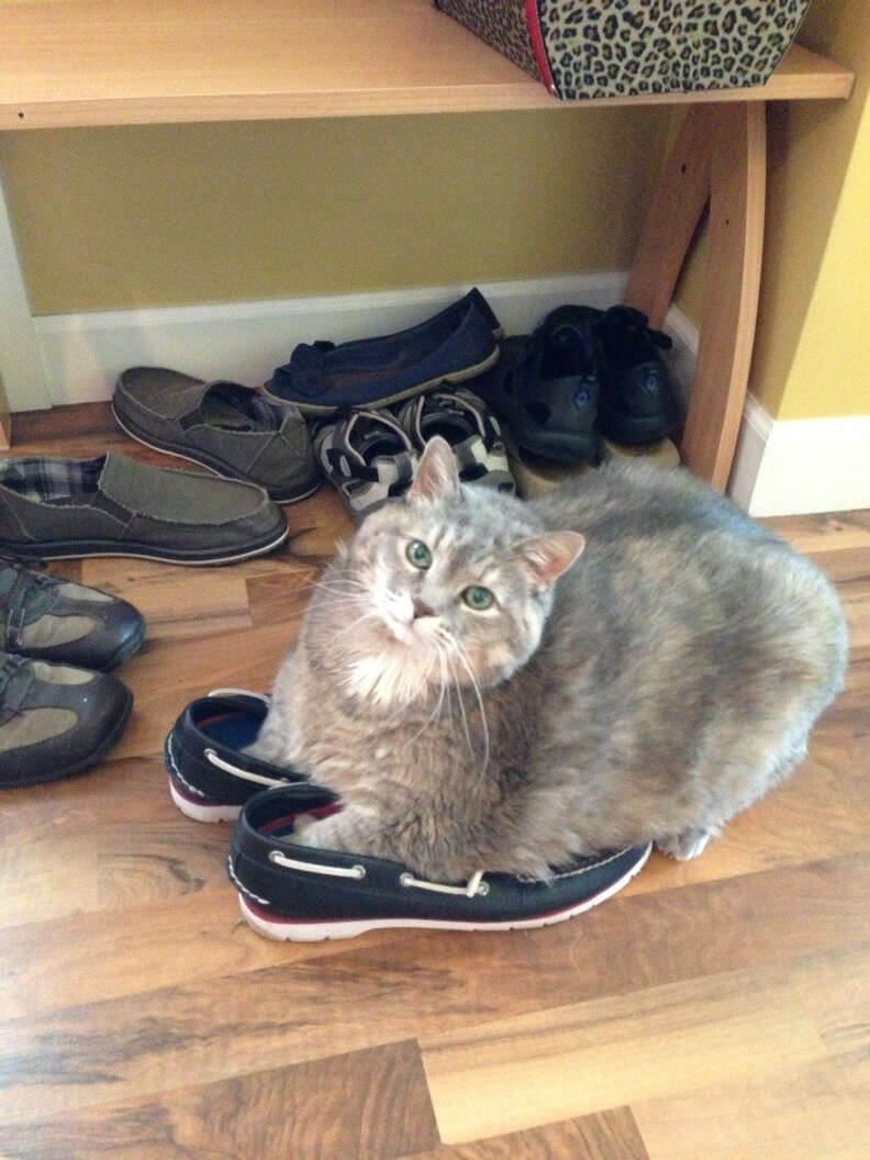 Кот в ботинках