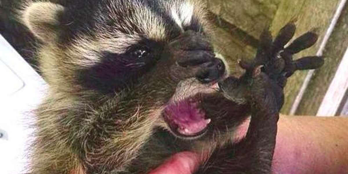 Tiny Baby Raccoons Stranded On Highway Meet Their Heroes Just In Time ...