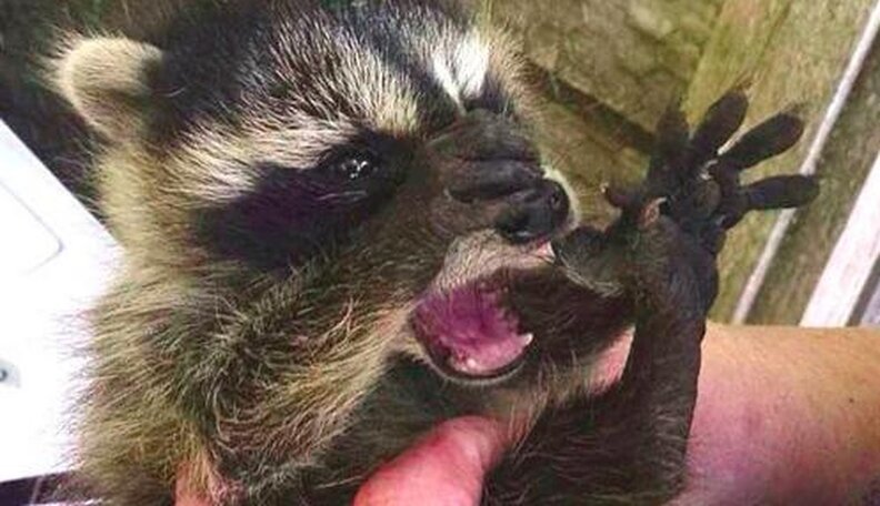 Home Raccoon Heaven | informacionpublica.svet.gob.gt