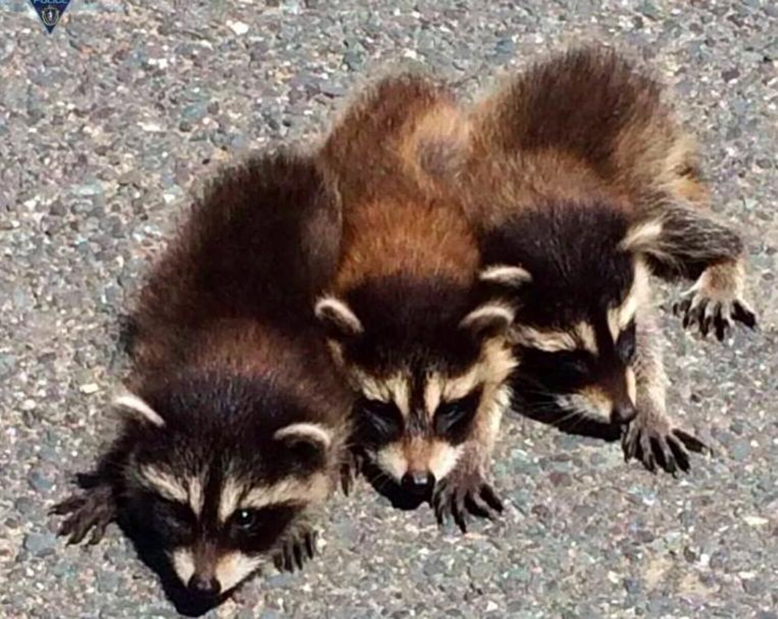 Tiny Baby Raccoons Stranded On Highway Meet Their Heroes Just In Time ...