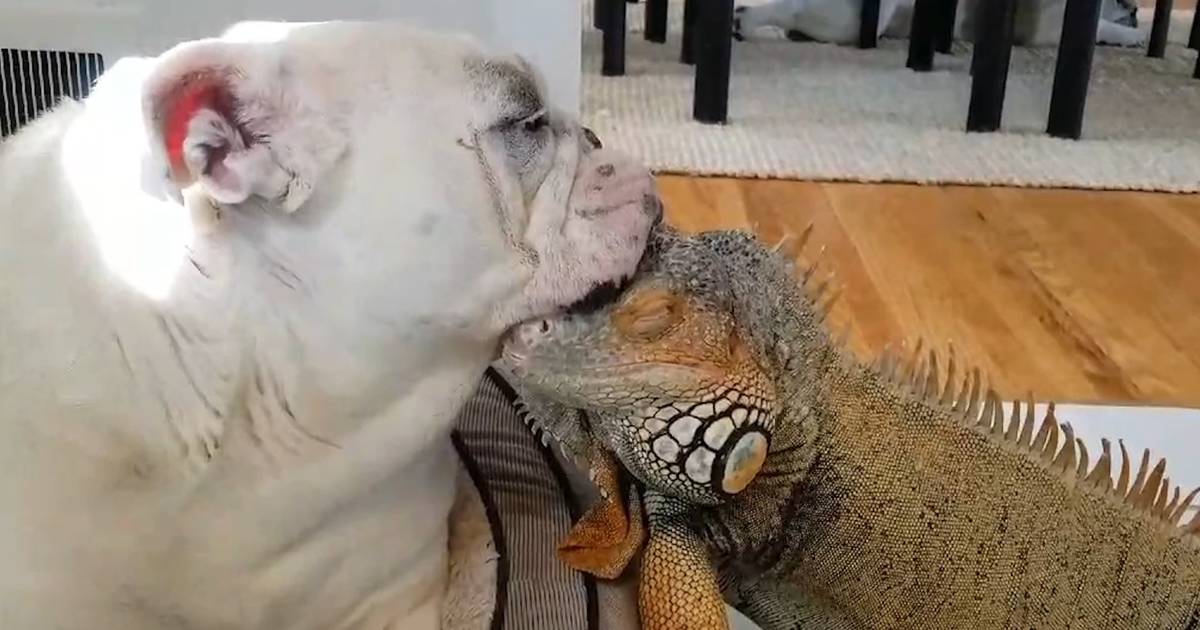 are iguanas like dogs