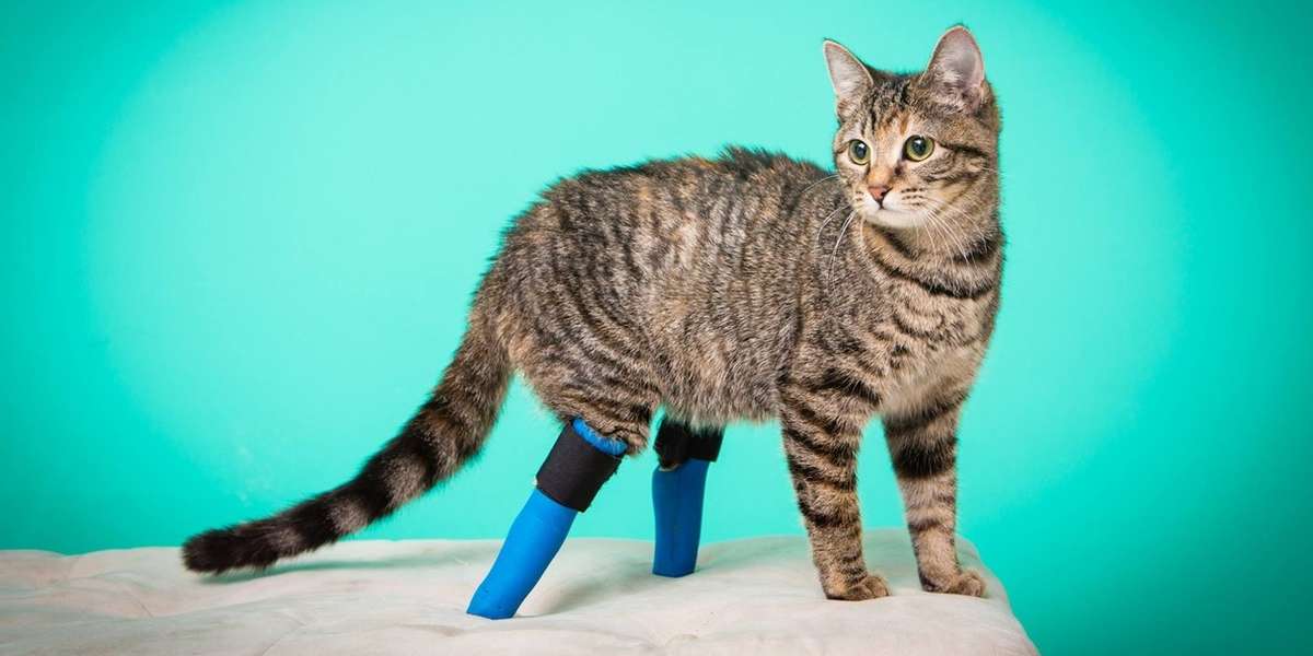 2-Legged Amputee Cat Does Handstands Down The Stairs - The Dodo