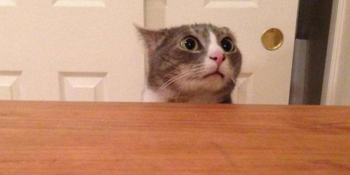 What Pets Are Thinking When The Doorbell Rings The Dodo