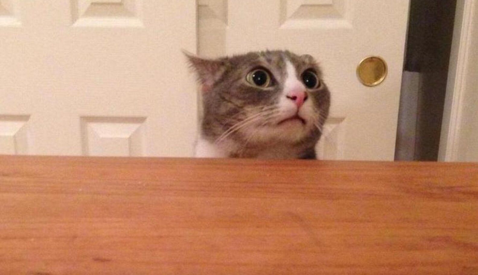 What Pets Are Thinking When The Doorbell Rings The Dodo