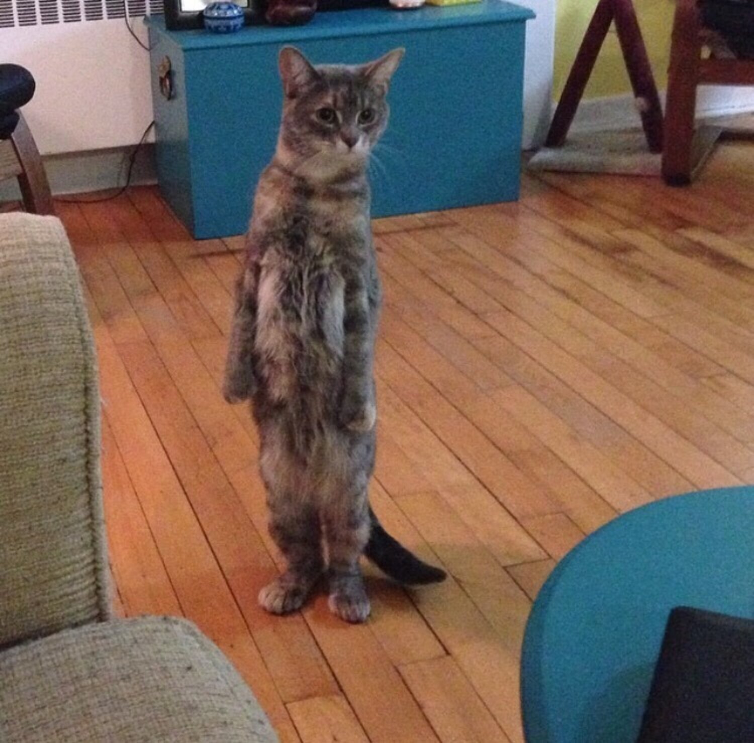 What Pets Are Thinking When The Doorbell Rings The Dodo