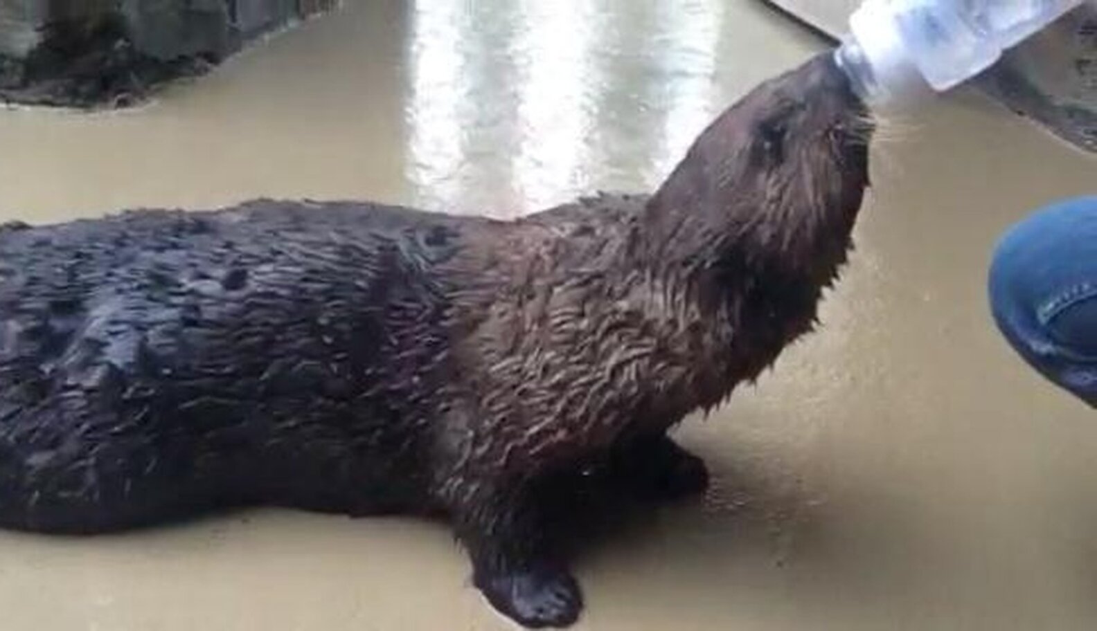 Sea Otter Learns To Use Tiny Inhaler For Her Asthma - The Dodo