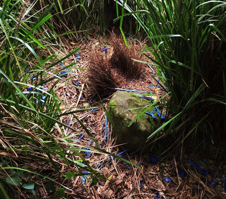 The Most Strangely Beautiful Birds' Nests In The World - The Dodo