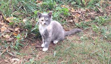 These Perfect Images Show Exactly How A Kitten Chose His Person The Dodo