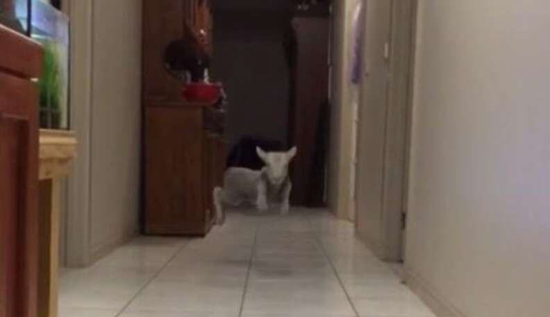 Tiny Lamb Comes Bouncing Over Whenever His Name Is Called - The Dodo