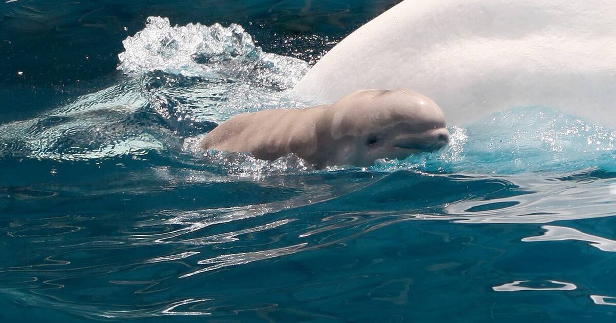 Baby Beluga Dies At SeaWorld After 3 Weeks In A Tank - The Dodo