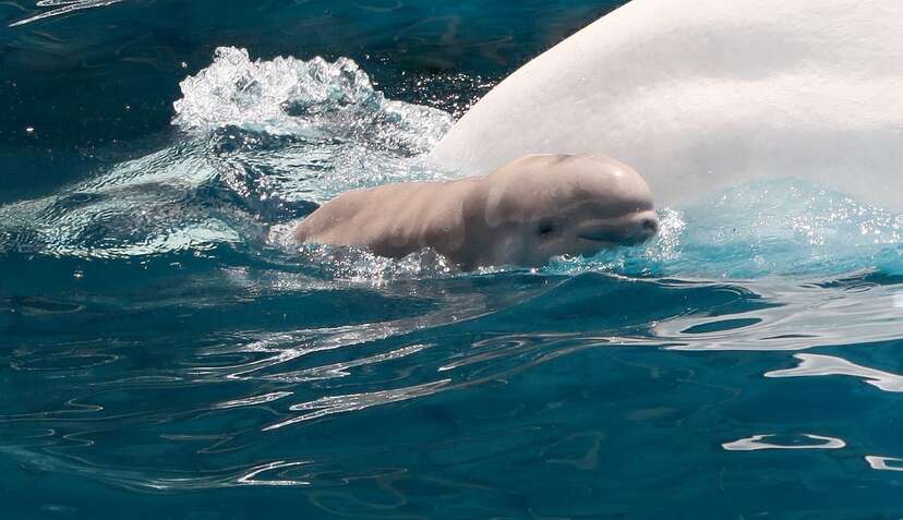 BABY BELUGA WAS SHOT IN HIS BACK! OMG! We are devastated right now