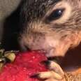 Baby Squirrel Can't Get Enough Of This Strawberry