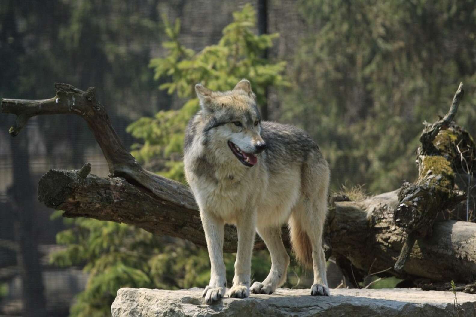 California's First Wolf In 90 Years Visits Again - The Dodo