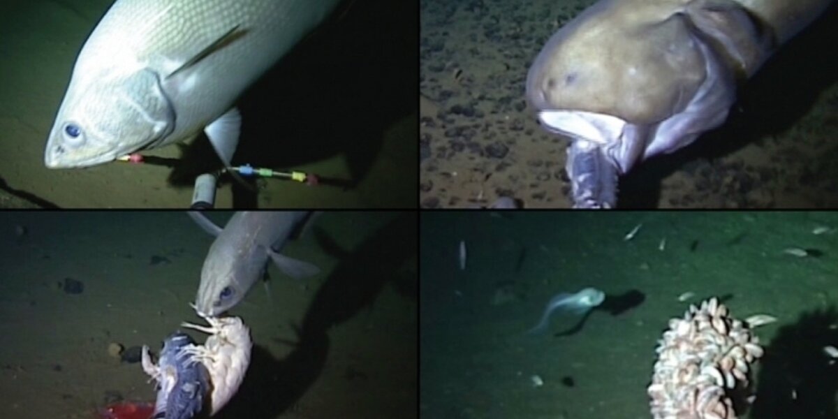 World's Deepest Fish Spotted On Film 26,700 Feet Under The Sea - The Dodo
