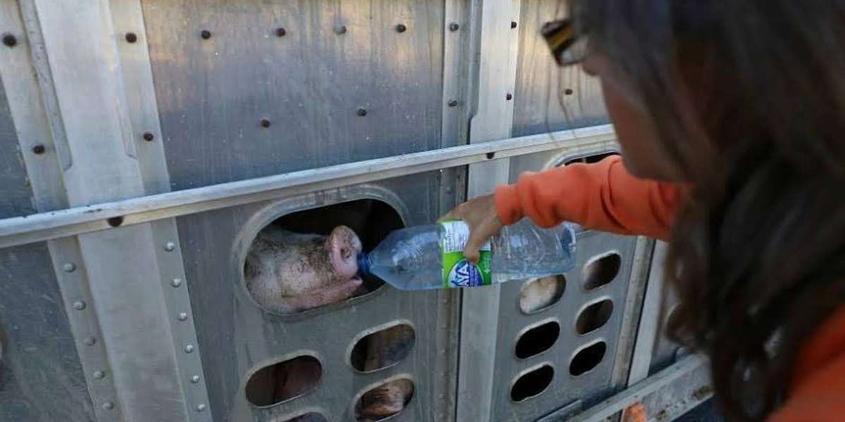 Woman Criminally Charged For Giving Water To Dehydrated Pigs - The Dodo