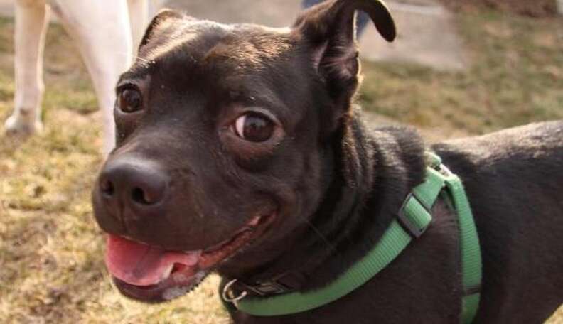 Half pitbull hot sale half basset hound