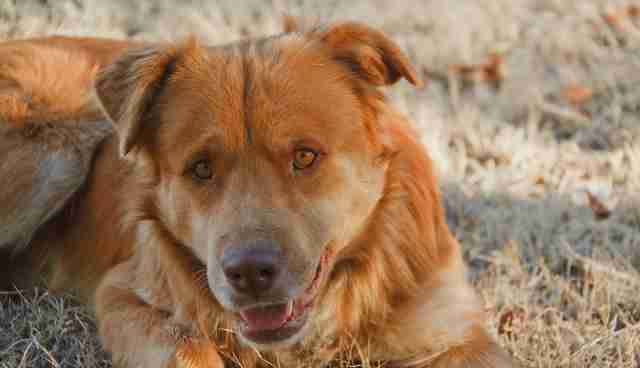 Image Result For Golden Retriever X German Shepherd Puppies Image Result For Golden Retriever X German Shepherd Puppies