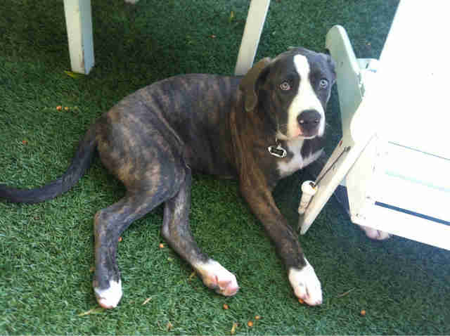 12 pit bull mixes who are just as ridiculously cute as rami the dodo