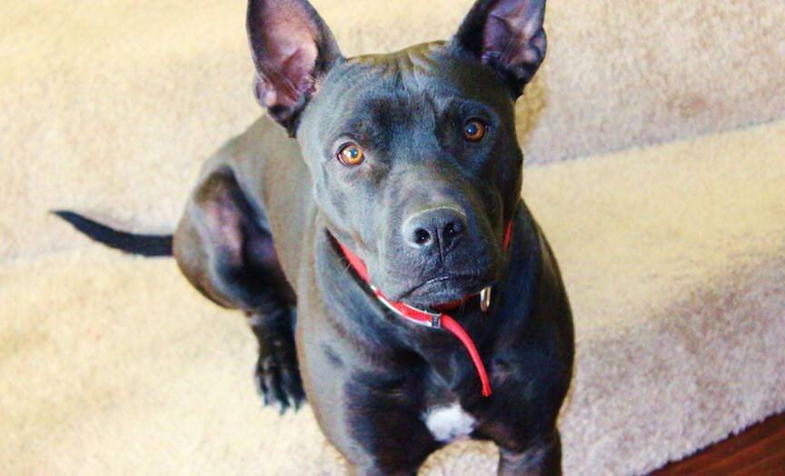 Dingo online pitbull mix