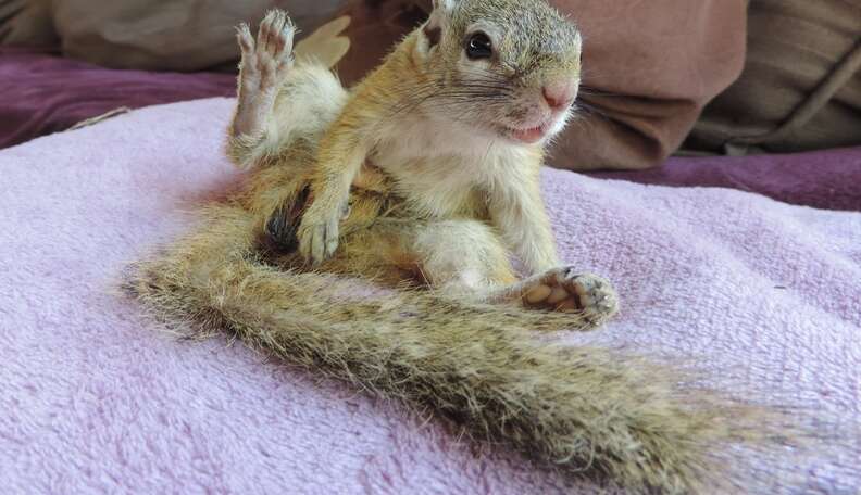 Baby Squirrel Who Fell From Roof Loves Getting Into Trouble - The Dodo