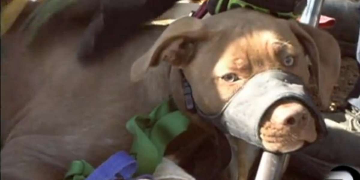 Firefighters Rescue Pit Bull After 200-Foot Fall From Cliff - The Dodo