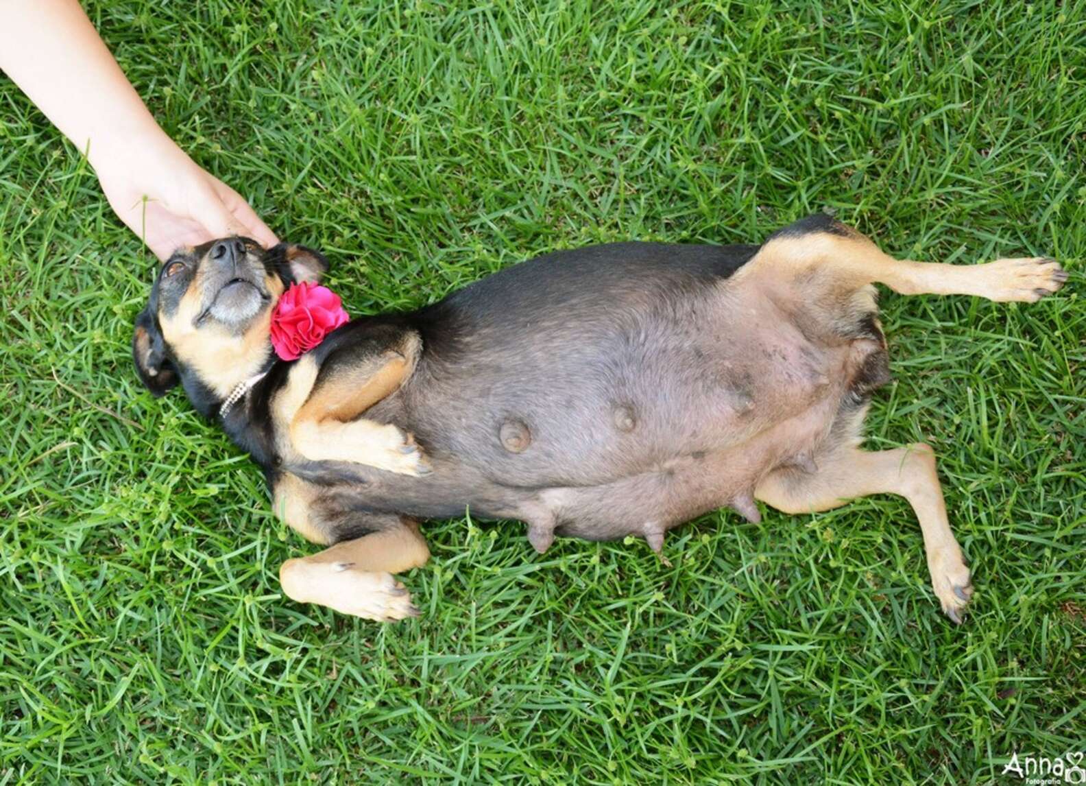 Dogs Inhaling Grass While Pregnant photo