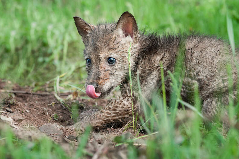 People Are About To Kill Entire Families Of Coyotes For A 'Contest ...