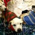 Your Ugly Old Sweaters Could Mean The World To A Shelter Pet