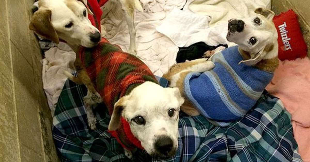 ugly dog sweater target