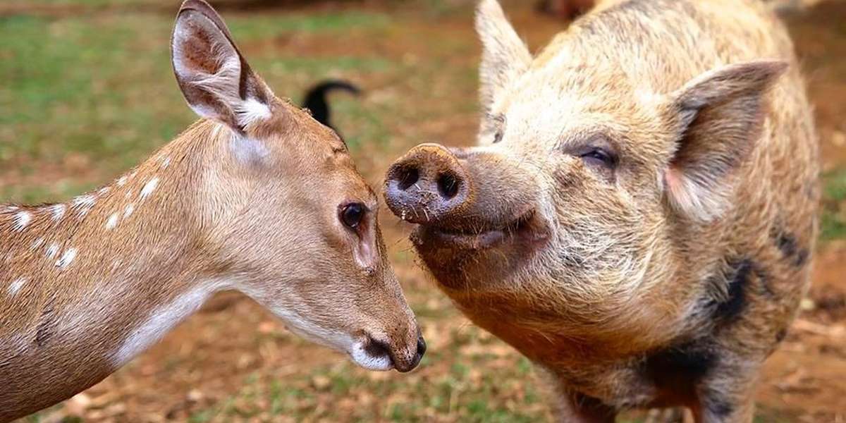 Little Deer And Wild Boar Lost Their Moms To Hunting, But Have Each