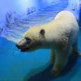 Polar Bear Who Was 'Going Crazy' In Shopping Mall Gets To Leave — For Now