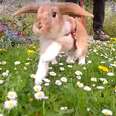 Bunny Hops On A Leash Through A Field Of Flowers