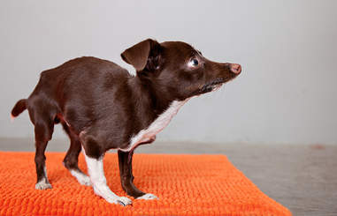 Cletus the dog at Best Friends Animal Society