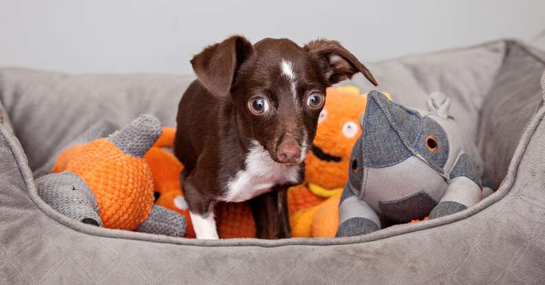 Cletus the dog with his toys