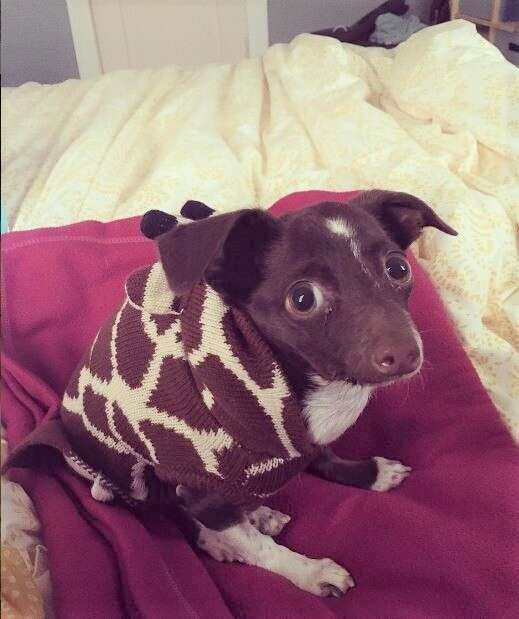 Cletus the dog wearing sweater