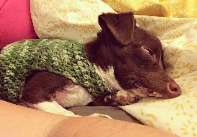 Cletus the dog sleeping in sweater