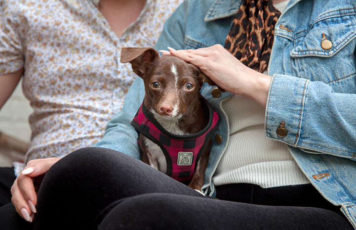 Cletus the dog on family's lap