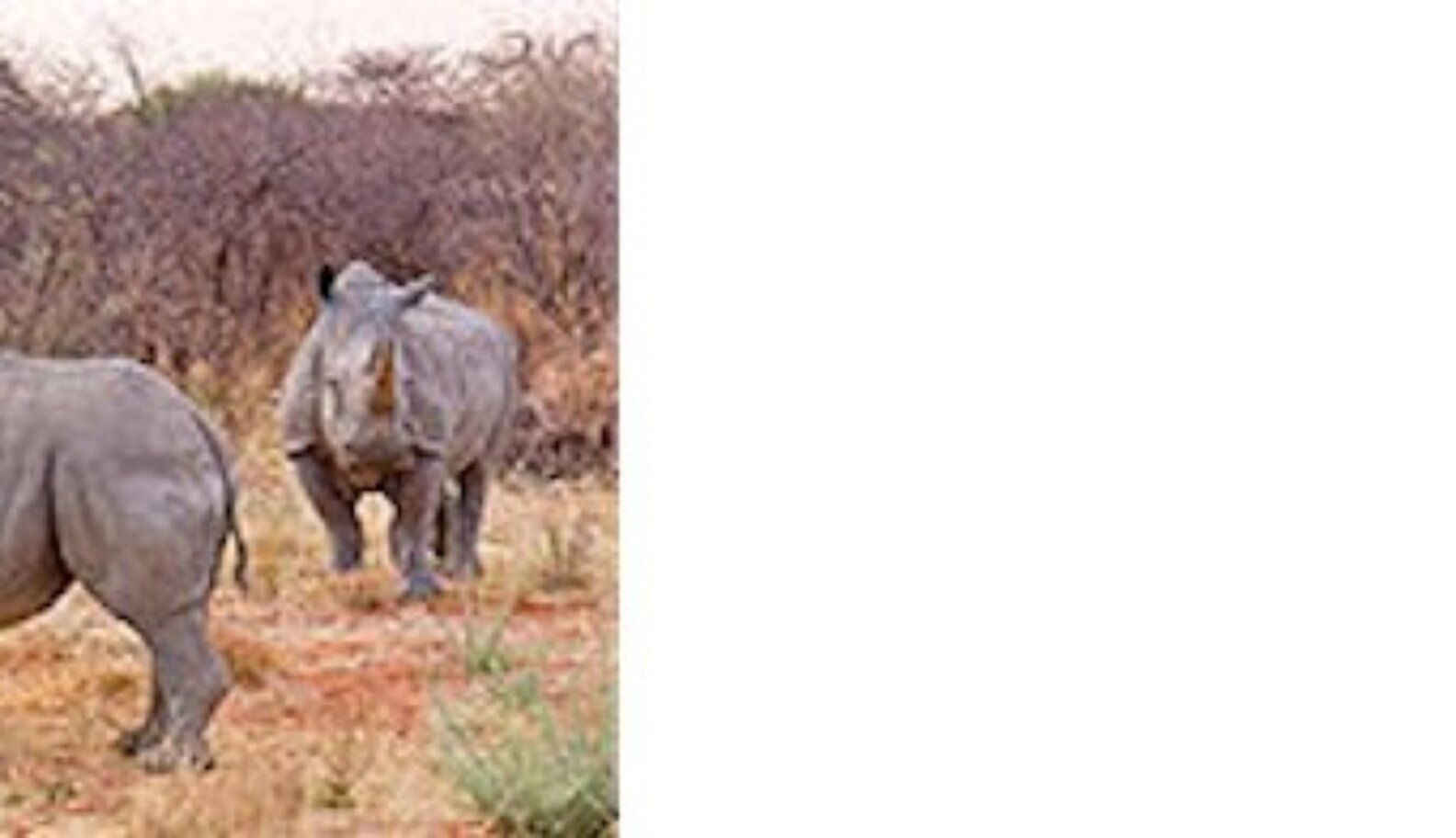 The Truth About Rhinos - The Dodo